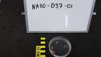 Media type: image;   Invertebrate Zoology 148163 Description: Live specimen.;